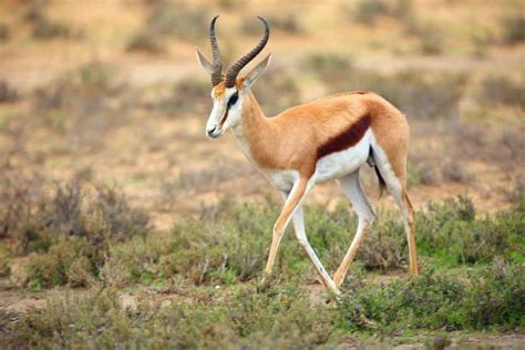 Antelope Animal Facts A Z Animals