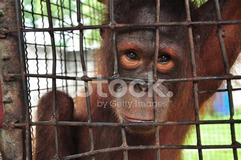 Foto De Stock Orangután Tan Triste Libre De Derechos Freeimages