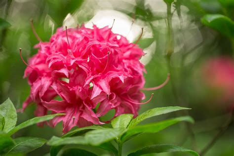 The Rhododendron The Washington State Flower Floraqueen En