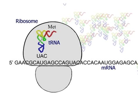 Each new codon matches with a new trna anticodon, bringing in a new amino acid to lengthen the chain. Translation