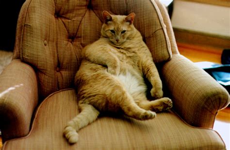 Cats normally have five toes on each front paw and four toes on each rear paw, but there is a number of cats that were born with one or more additional toes on their paws. A. Malraux's English blog » 6ème5: Who are you?