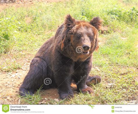 Brown Bear Stock Photo Image 34406160