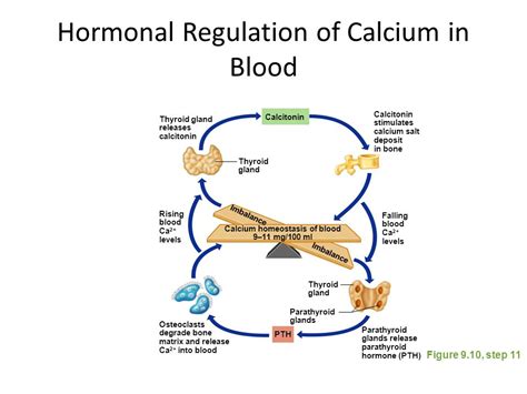 Slightly Elevated Calcium In Blood Hypercalcemia Symptoms And Causes