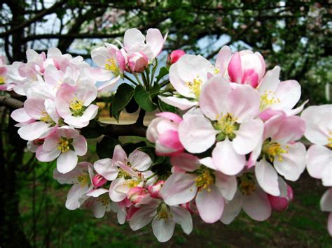 Обои цветы природа весна картинки на рабочий стол скачать