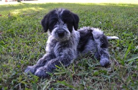 Get a boxer, husky, german shepherd 2 yr old blue heeler male dog looking to be rehomed. blue cadoodles | Poodle mix puppies, Blue heeler, Poodle mix