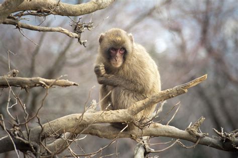 Tree Monkey 5356 Stockarch Free Stock Photo Archive