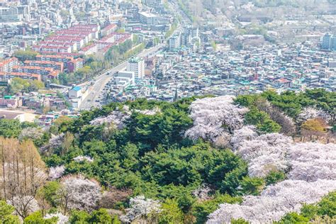Cherry Blossoms Bridge Cherry Blossoms In Namsan Seoul Korea Seoul