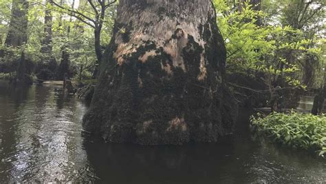Ancient bald cypress trees tower along the black river in the state of north carolina in the united states. Scientist finds rare, ancient tree in North Carolina swamp