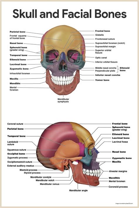 There are 206 bones in human body. Skull and Facial Bones-Skeletal System Anatomy and ...