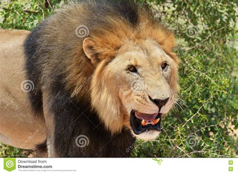 Male Lion Namibia Stock Image Image Of Male National 70552835