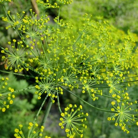 Dill Common 1 Plant Garden Kitchen Herb For Cooking