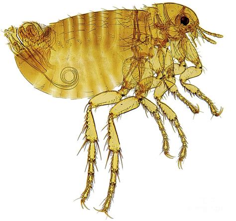 Human Flea Photograph By Dr Keith Wheelerscience Photo Library Fine