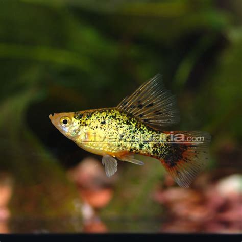 Hi Fin Platy Group Tropical Fish For Freshwater Aquariums Tropical