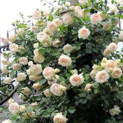 Palais Royal White Eden Rose Climbing Rose Famous Roses