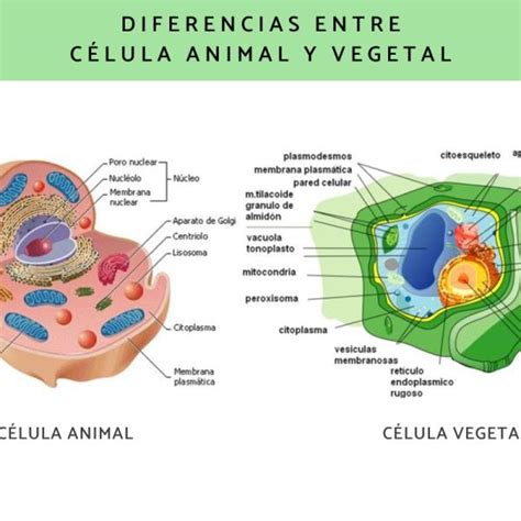 Celula Animal Y Vegetal Y Sus Partes Pdf