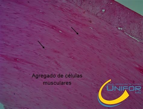 Atlas Histológico UNIFOR MG Tecido muscular liso