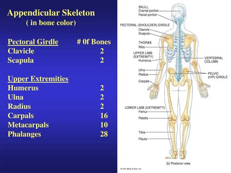 Ppt Functions Of The Skeletal System Powerpoint