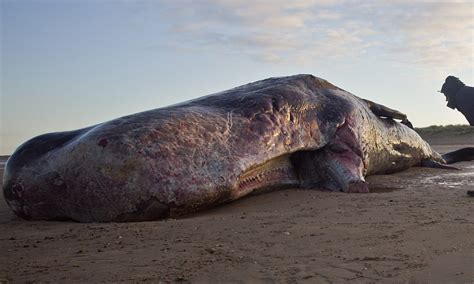 Our job now is to work through how and when it got here. Monster from the deep... on the Norfolk coast: 40ft sperm ...