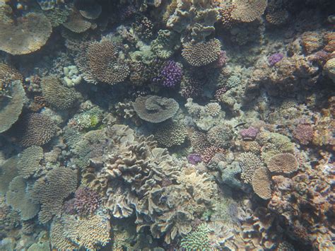 Ocean Acidification Slowing Coral Reef Growth Eurekalert