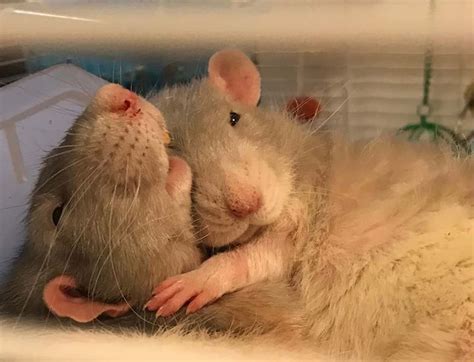 When You Want To Sleep But She Wants To Cuddle Cute Rats Cute