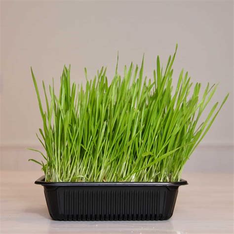 How To Grow Wheatgrass For A Green Nutritious Boost 🌱💪 Unleash The