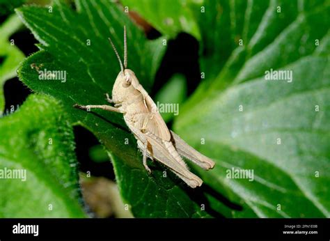 Woodland Grasshopper Hi Res Stock Photography And Images Alamy