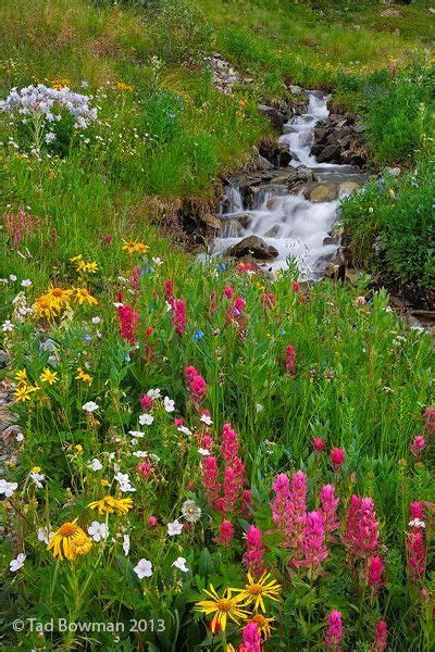 Velg blant mange lignende scener. Colorado pictures, Flowers, Flower, Colorado Wildflower ...