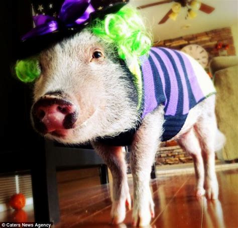 Pig Becomes Online Hit After Posing In Series Of Fashionable Outfits