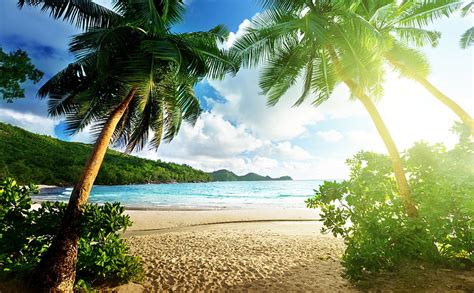 Hd Wallpaper Exotic Island Three Palm Trees Seasons Summer Beach