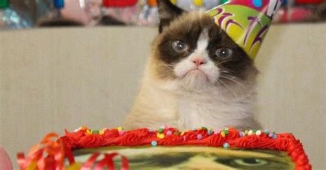 R.i.p grumpy cat, imagine him turning his frown upside down no longer having down syndrome, his name would be happy cat! Happy Birthday, Grumpy Cat! (PICTURES) | HuffPost UK