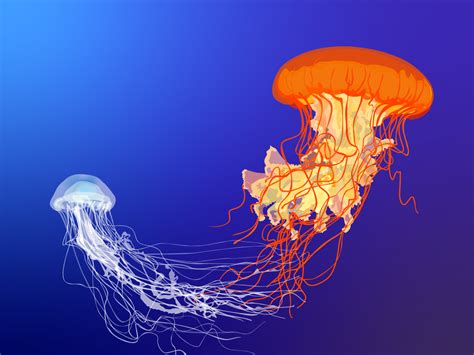 Jellyfish Atlantic Sea Nettle By Mola Mola On Dribbble