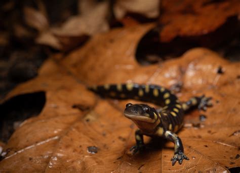 Eastern Tiger Salamander Ambystoma Tigrinum Adam Cooner Flickr