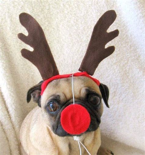Rudolph The Pug Nosed Reindeer Christmas Cats Diy Pet Costumes Pet