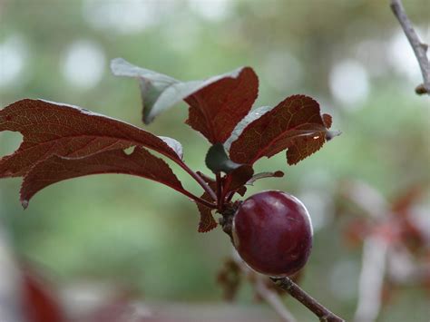 How To Propagate Ornamental Plum Trees From Cuttings Craftsmumship