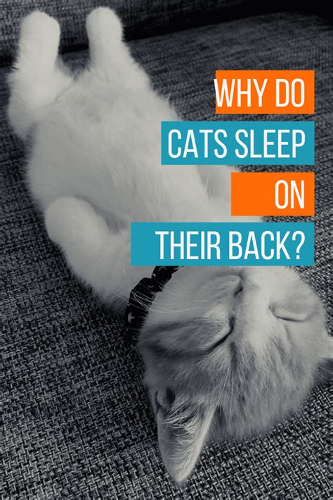 As to why cats have evolved this way: Why Do Cats Sleep On Their Back? | Cat sleeping, Cats, Cat ...