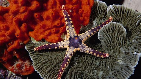 Coral Reef Starfish Coral Reef Marine Starfish Hd Wallpaper Peakpx