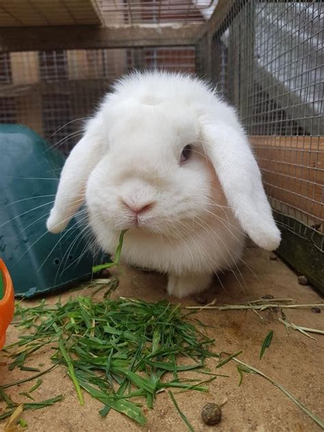 Rabbits Rehome Buy And Sell Preloved Rabbits For Sale Rabbit
