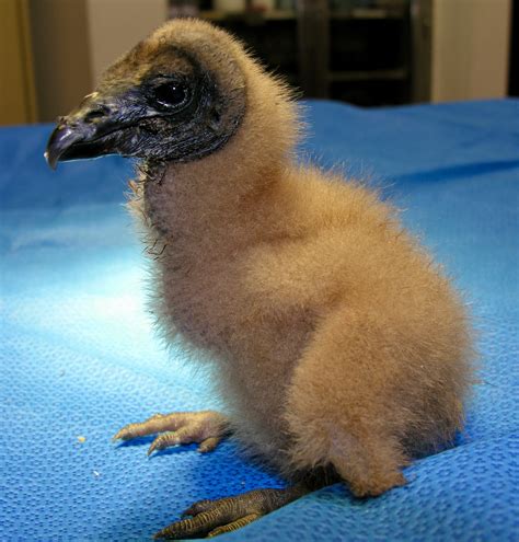 Baby Vulture