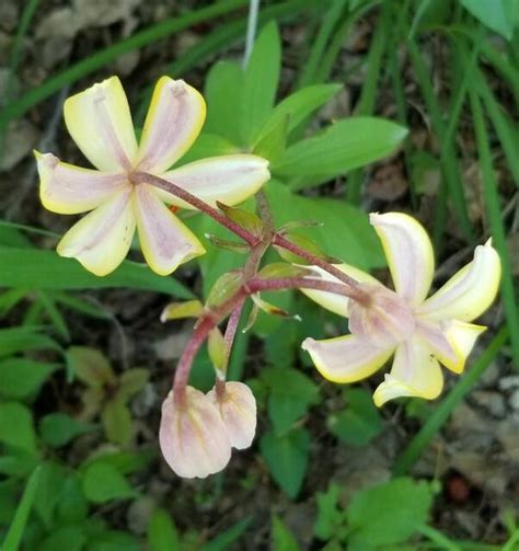 Hidden garden may be Manitoba's best kept secret - Winnipeg Free Press