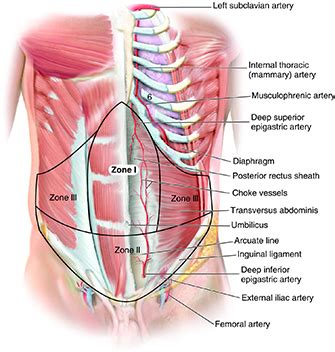 Abdominal muscle images stock photos vectors shutterstock. Clinical anatomy of the abdominal wall: hernia surgery.OA ...