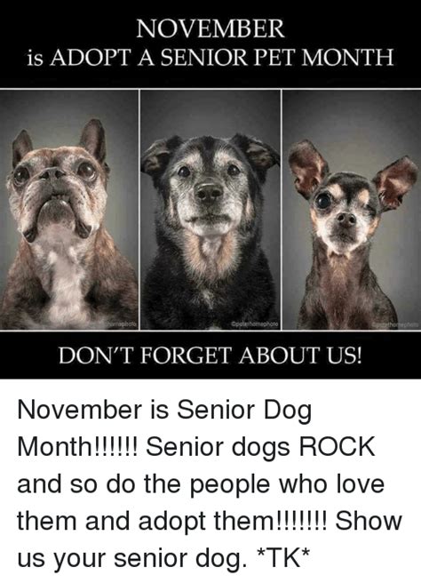 November Is Adopt A Senior Pet Month Opetethornephoto Dont Forget
