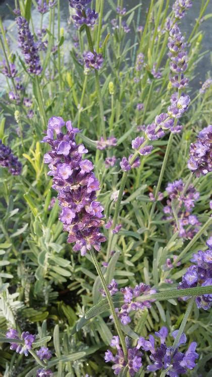 Lavender Angustifolia Superblue From Rush Creek Growers