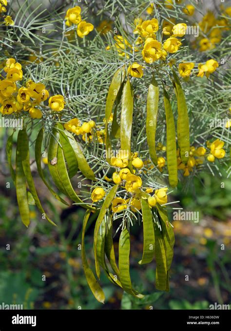 Silver Senna Or Silver Cassia Senna Artemisioides Native Plant From Australia Introduced To