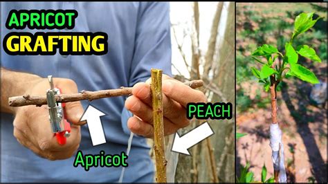 How To Graft Apricot On Peach Apricot Grafting In Peach Youtube