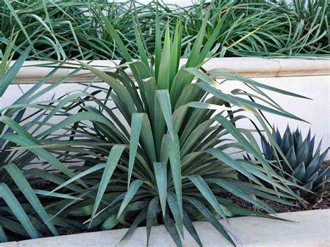 Yucca pendula (Y. recurvifolia) Soft Leaf Yucca #3- 15-18" – Fanelli's