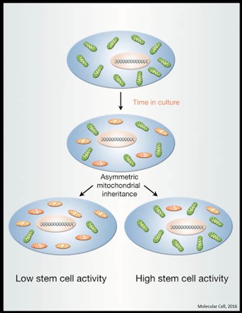 The Mitochondrial Basis Of Aging Science Mission