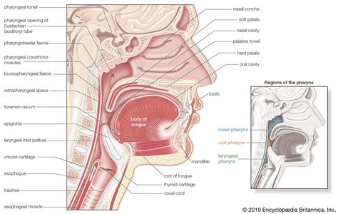 Pharynx Definition Location Function Structure Facts Britannica