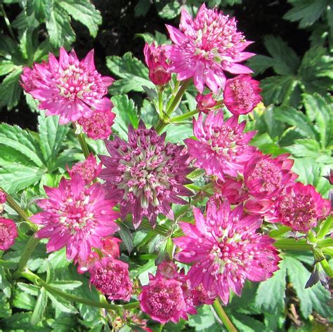 Astrantia Major Star Of Beauty Great Masterwort Rose And Cream