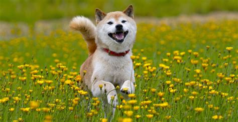 Shiba Inu Dog Breed Information Breed Advisor