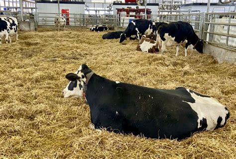 New Research Will Look At Dairy Welfare And Technology Farmtario
